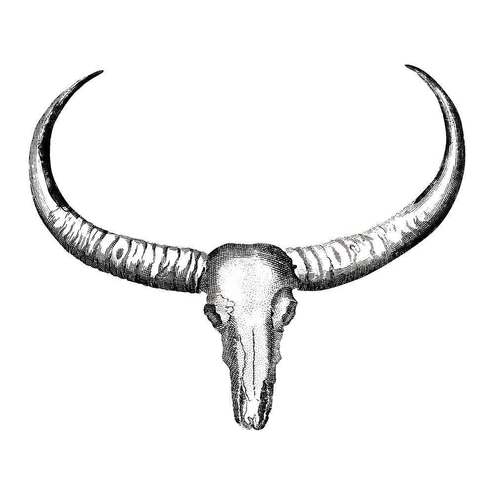 Vintage illustrations of Longhorned buffalo skull