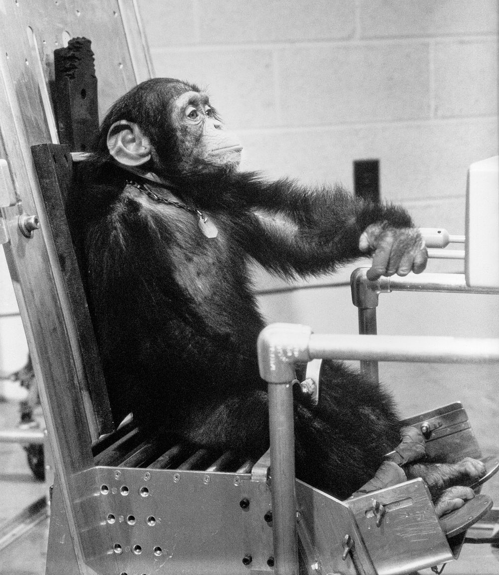 Chimpanzee "Ham" during preflight activity with one of his handlers prior to the Mercury-Redstone 2 (MR-2) test flight which…
