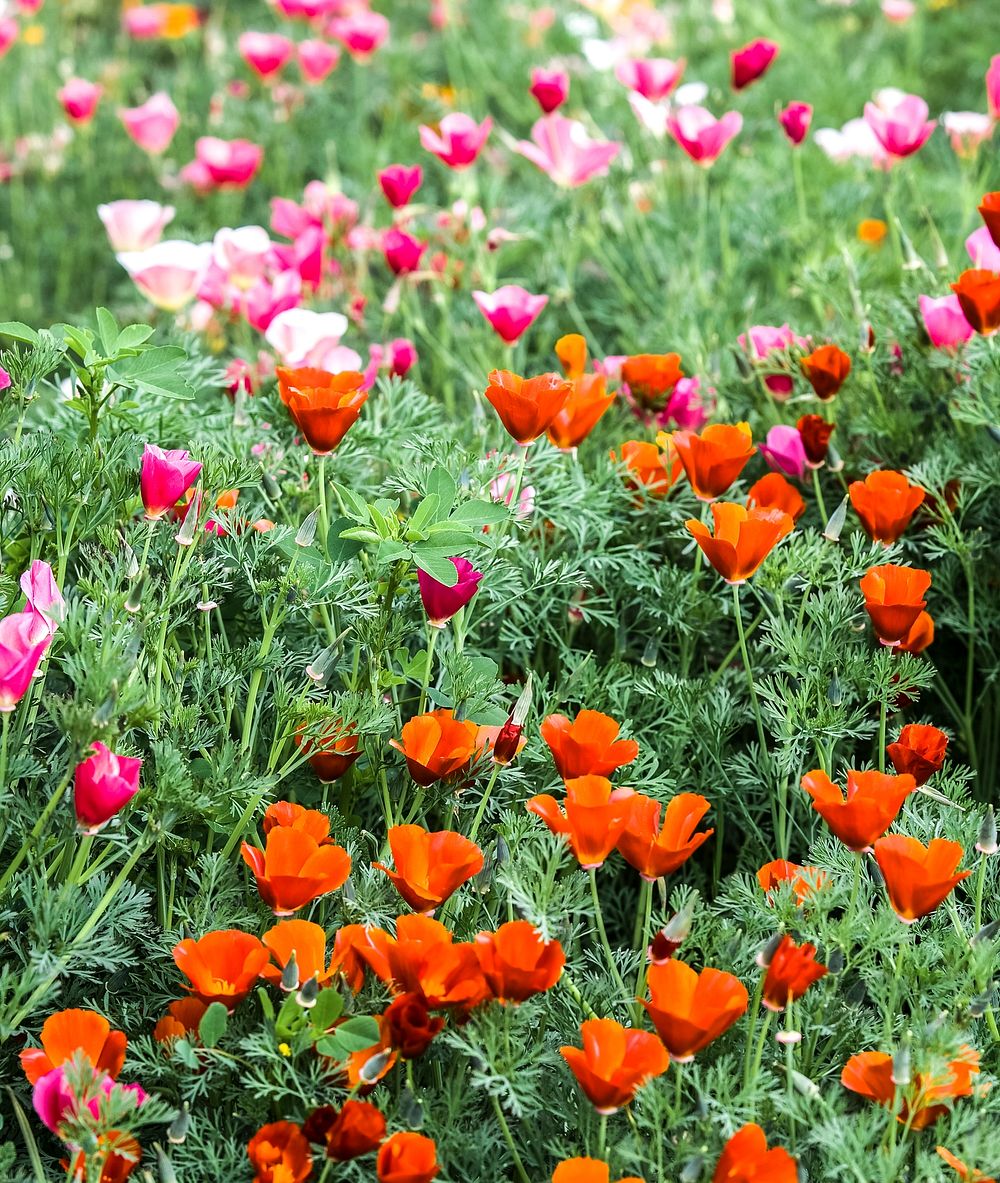 Poppy field in the native plant gardens that surround the main auditorium building at NASA Ames Research Center, Moffett…