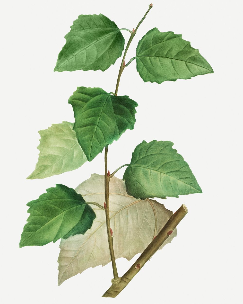 Vintage white poplar leaves illustration