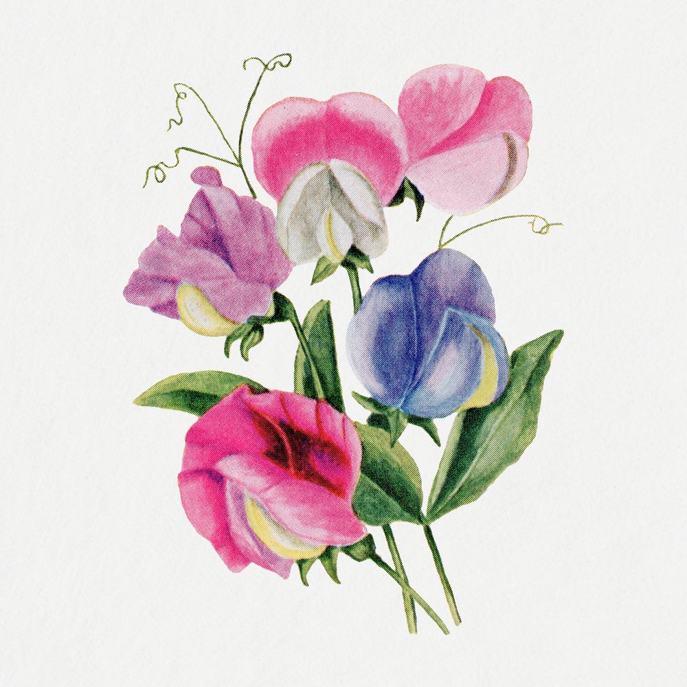 Sweet peas flower sticker, vintage watercolor illustration psd, digitally enhanced from our own original copy of The Open…