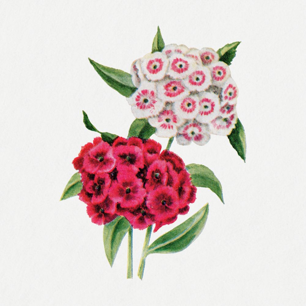 Vintage sweet william flower sticker, botanical psd, digitally enhanced from our own original copy of The Open Door to…