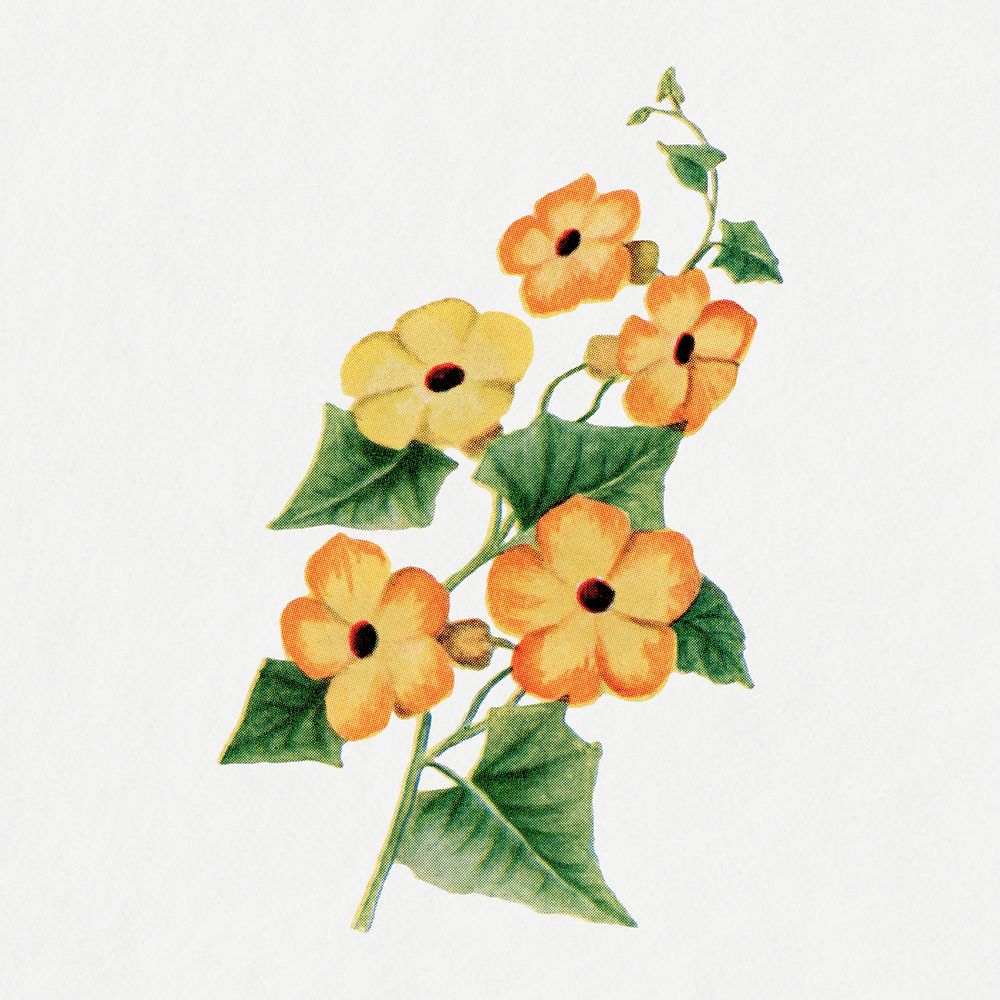 Vintage thunbergia flower sticker, botanical psd, digitally enhanced from our own original copy of The Open Door to…