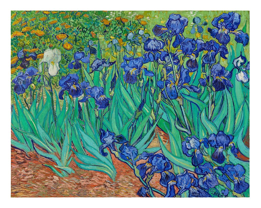Irises vintage illustration wall art print and poster design remix from original artwork by Vincent van Gogh.
