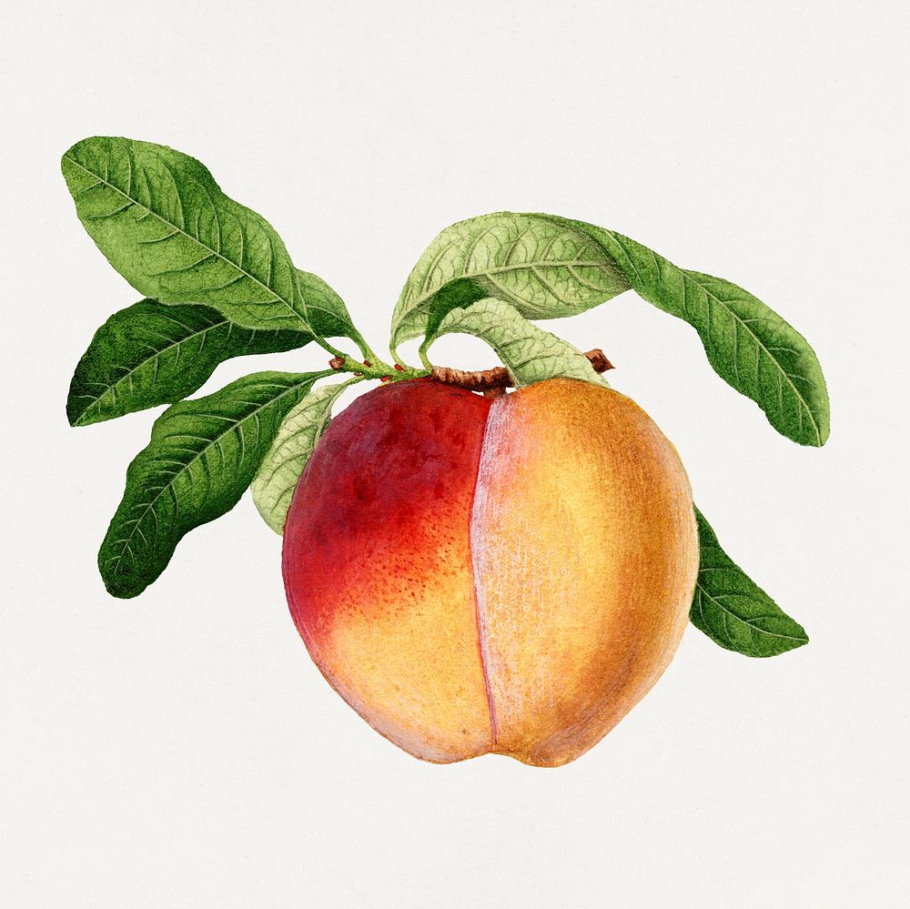 Vintage peach illustration. Digitally enhanced illustration from U.S. Department of Agriculture Pomological Watercolor…
