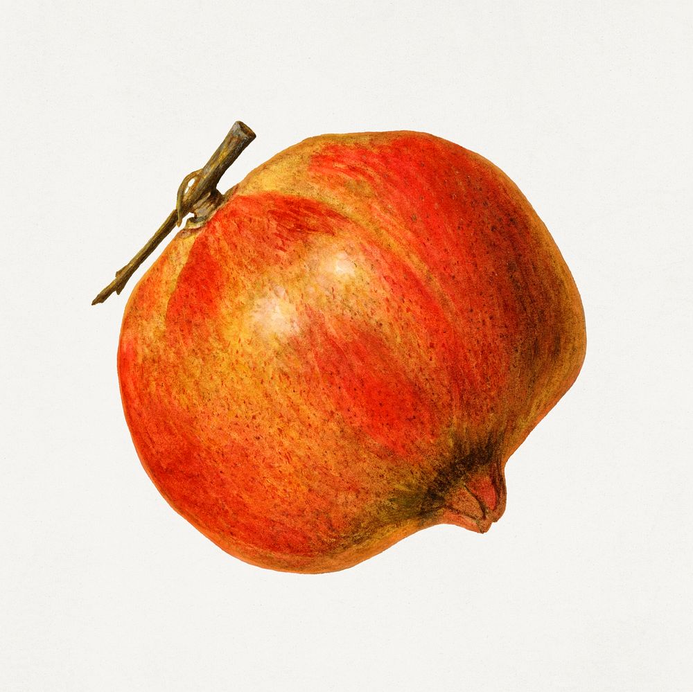 Vintage pomegranate illustration. Digitally enhanced illustration from U.S. Department of Agriculture Pomological Watercolor…