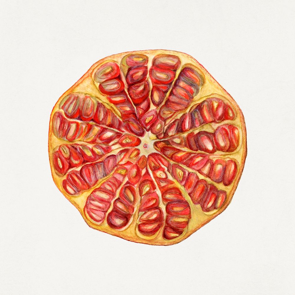 Vintage halved pomegranate illustration. Digitally enhanced illustration from U.S. Department of Agriculture Pomological…