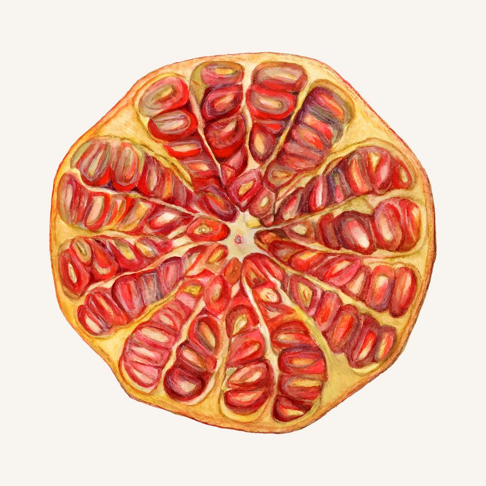 Vintage pomegranate illustration vector. Digitally enhanced illustration from U.S. Department of Agriculture Pomological…