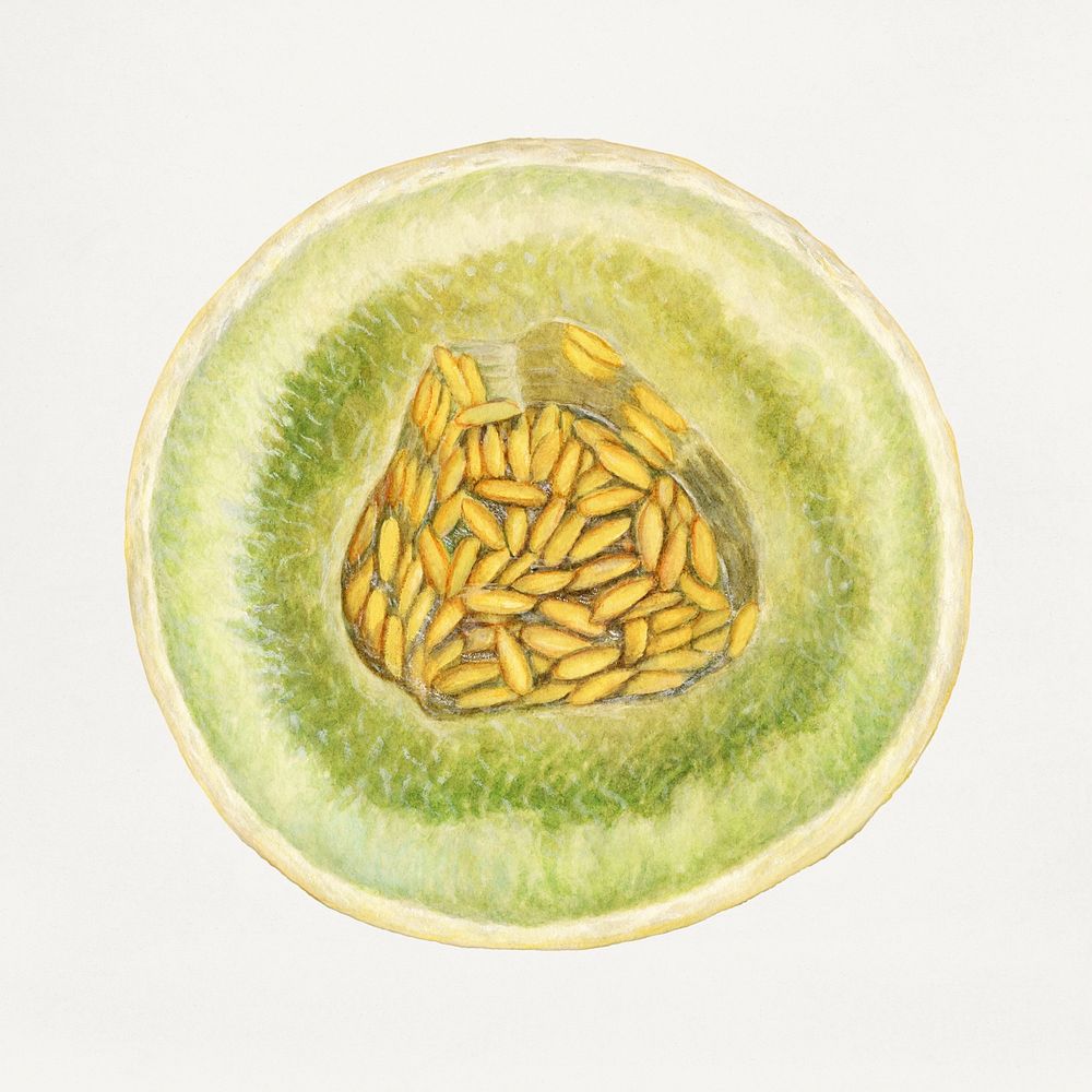 Vintage melon illustration. Digitally enhanced illustration from U.S. Department of Agriculture Pomological Watercolor…