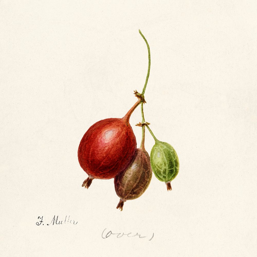 Gooseberries (Ribes) (1891) by Frank Muller. Original from U.S. Department of Agriculture Pomological Watercolor Collection.…