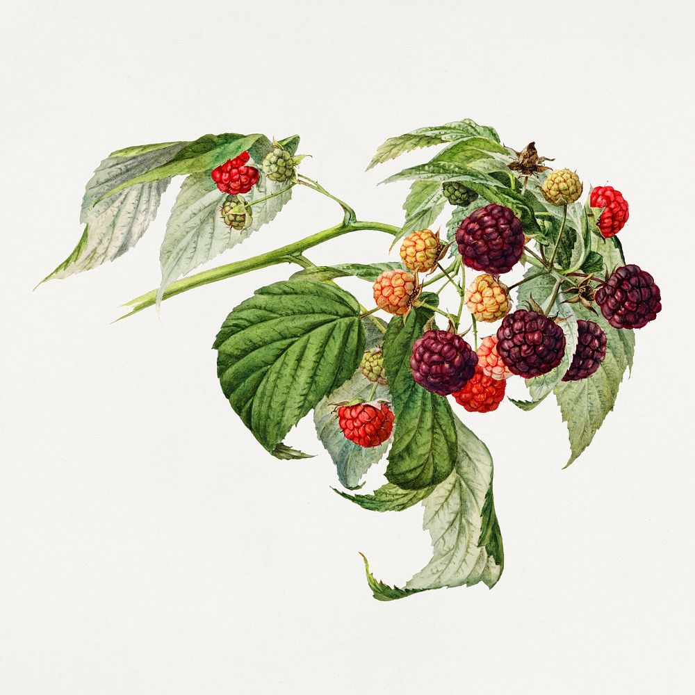 Vintage branch of purple raspberry illustration mockup. Digitally enhanced illustration from U.S. Department of Agriculture…