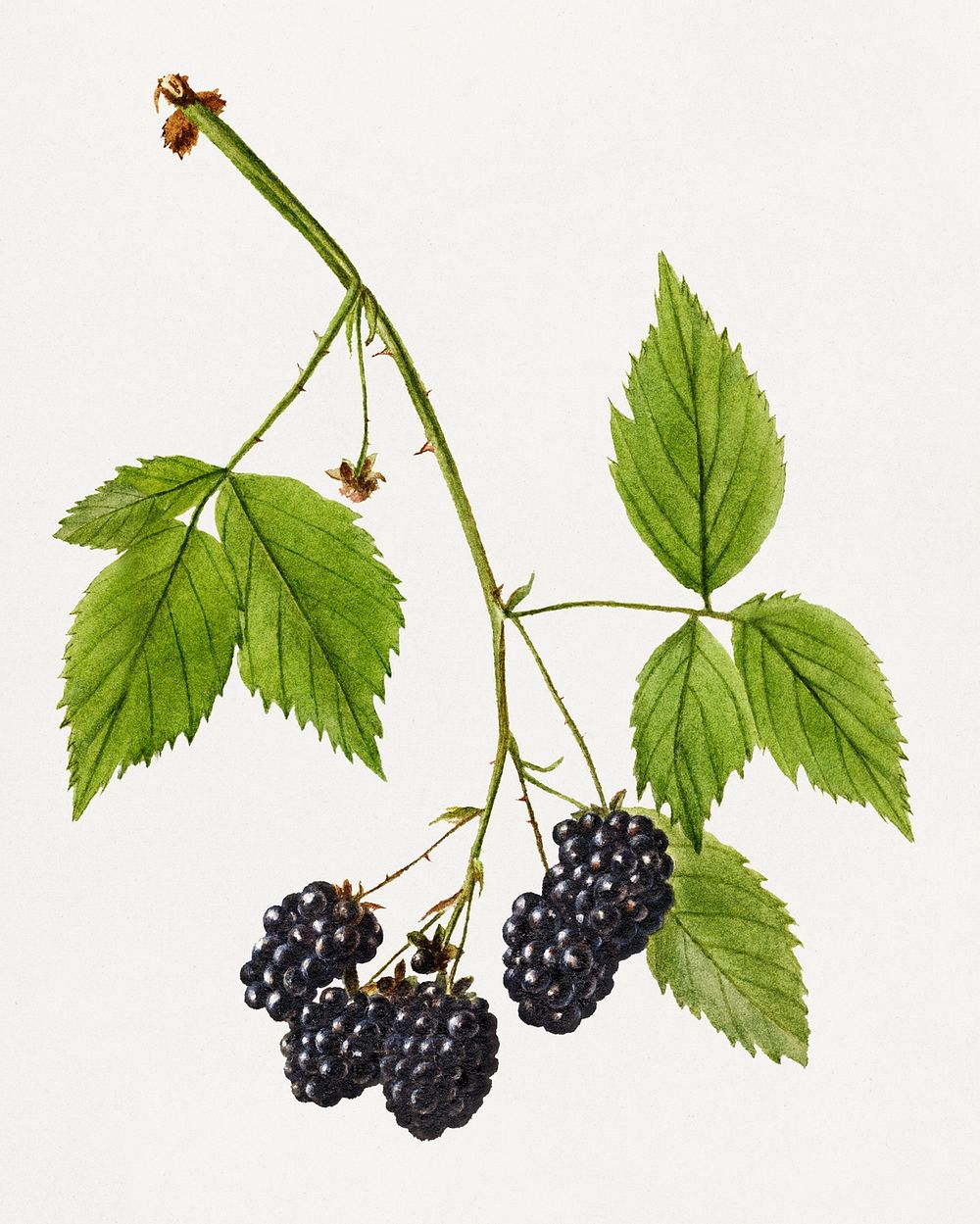 Vintage branch of blackberry illustration mockup. Digitally enhanced illustration from U.S. Department of Agriculture…
