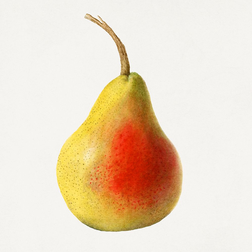 Vintage pear illustration. Digitally enhanced illustration from U.S. Department of Agriculture Pomological Watercolor…