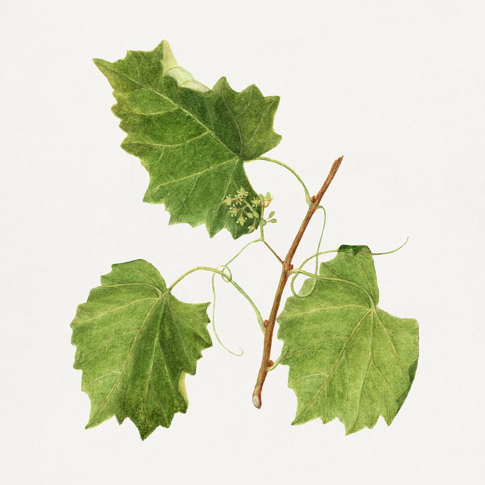 Vintage grape leaves illustration mockup. Digitally enhanced illustration from U.S. Department of Agriculture Pomological…