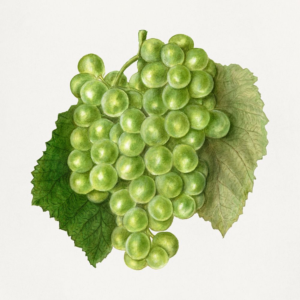 Vintage bunch of green grape illustration mockup. Digitally enhanced illustration from U.S. Department of Agriculture…