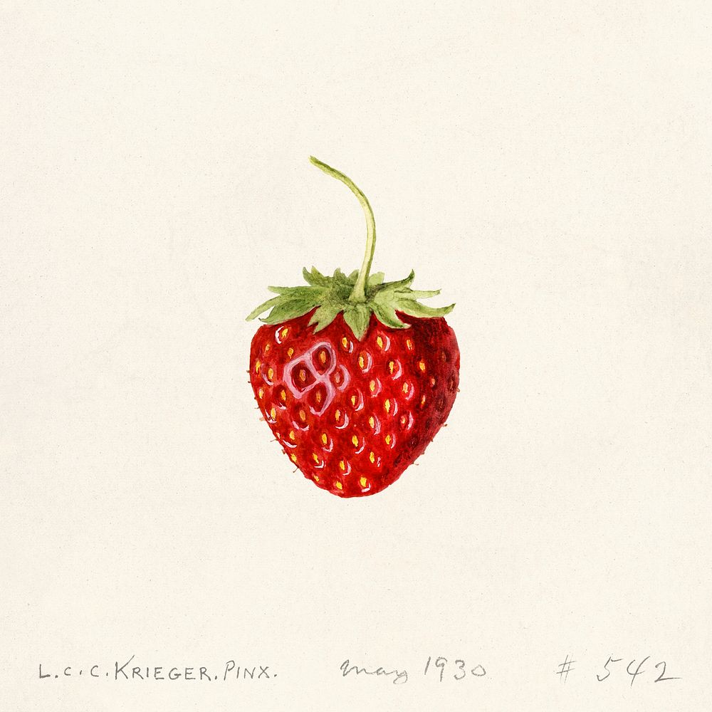 Strawberry (Fragaria) (1930) by Louis Charles Christopher Krieger. Original from U.S. Department of Agriculture Pomological…