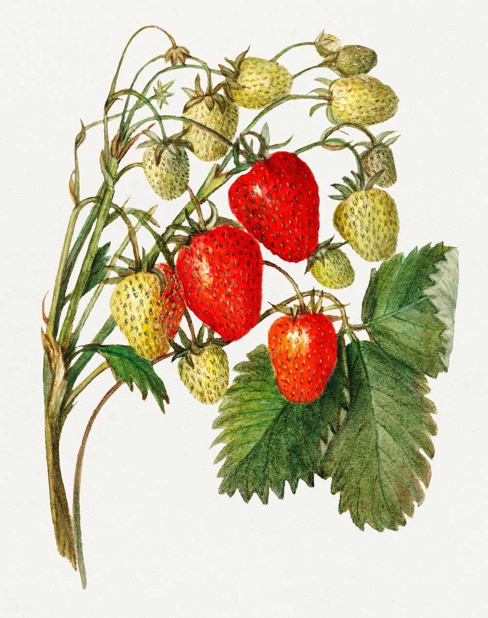 Vintage strawberry branch illustration. Digitally enhanced illustration from U.S. Department of Agriculture Pomological…