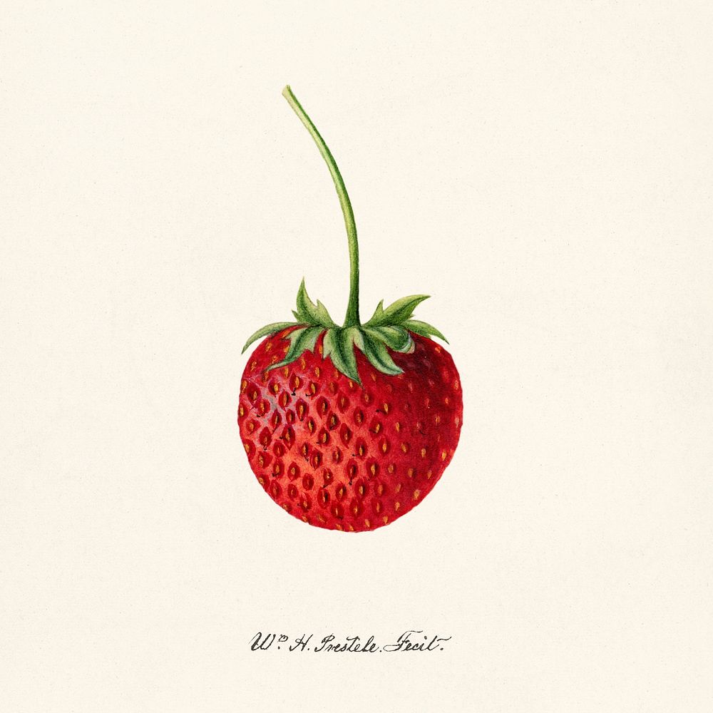 Strawberry (Fragaria) (1891) by Deborah Griscom Passmore. Original from U.S. Department of Agriculture Pomological…