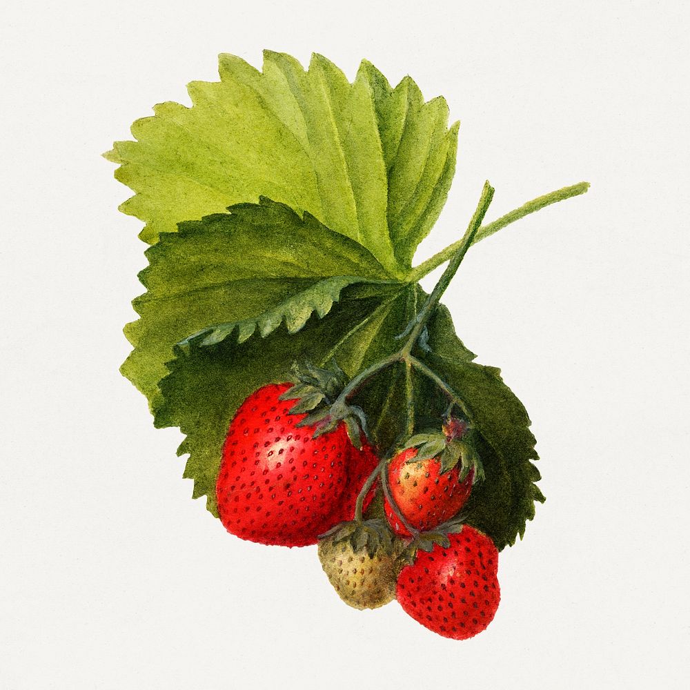 Vintage bunch of strawberries illustration. Digitally enhanced illustration from U.S. Department of Agriculture Pomological…