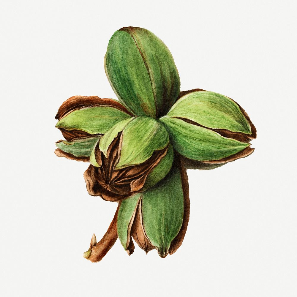Vintage hickory buds illustration. Digitally enhanced illustration from U.S. Department of Agriculture Pomological…