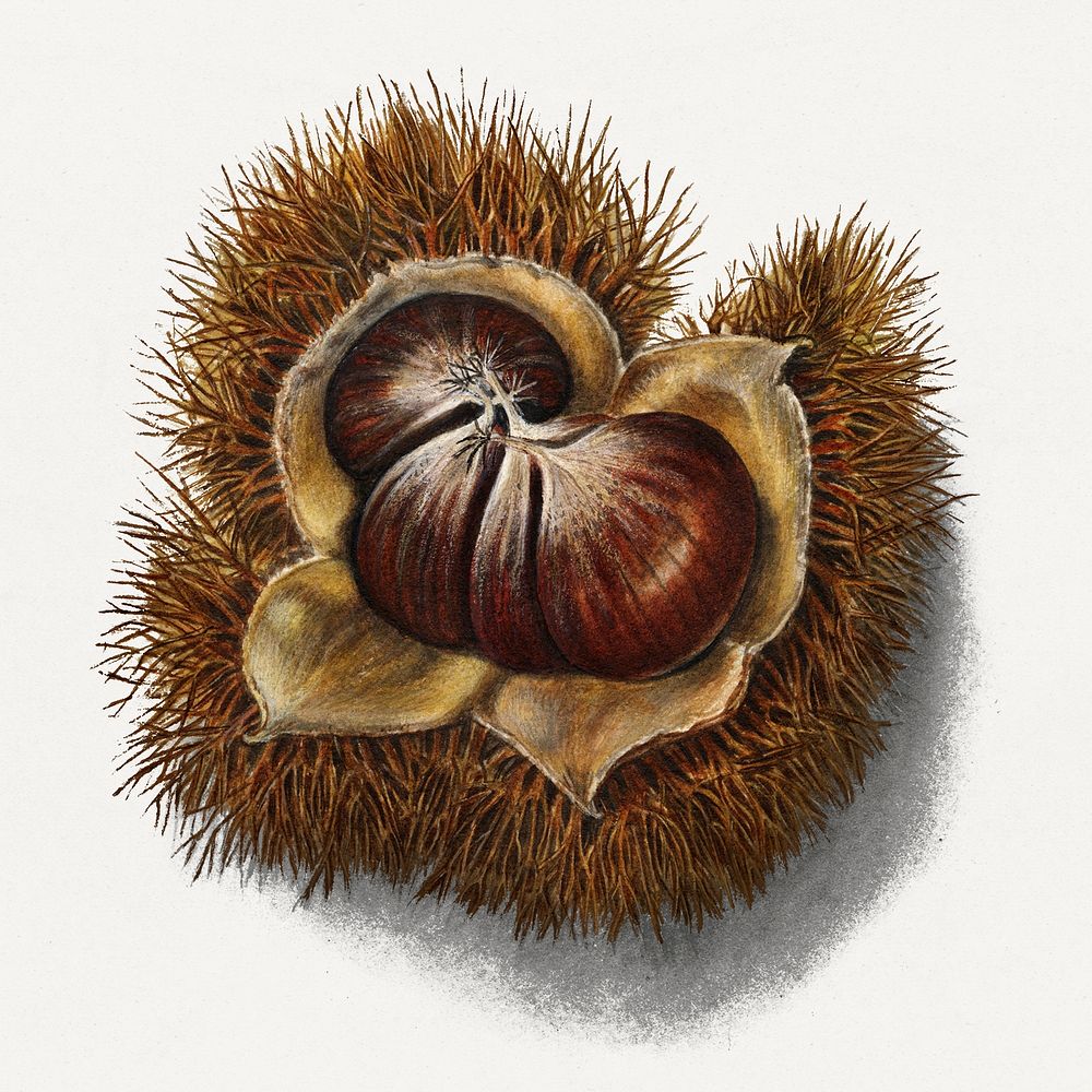 Vintage chestnut illustration mockup. Digitally enhanced illustration from U.S. Department of Agriculture Pomological…