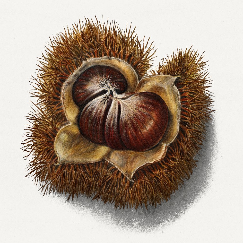 Vintage chestnut illustration. Digitally enhanced illustration from U.S. Department of Agriculture Pomological Watercolor…
