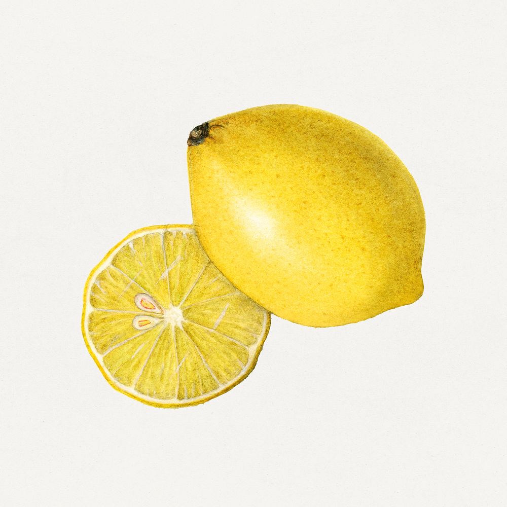 Vintage ripe lemons illustration mockup. Digitally enhanced illustration from U.S. Department of Agriculture Pomological…