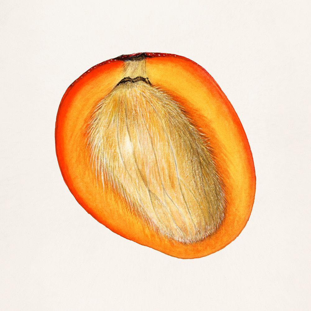 Vintage mango cut in half illustration. Digitally enhanced illustration from U.S. Department of Agriculture Pomological…