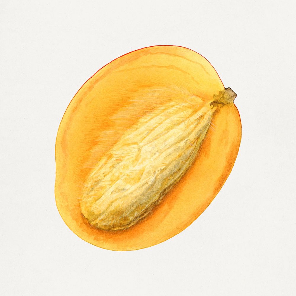 Vintage halved mango illustration. Digitally enhanced illustration from U.S. Department of Agriculture Pomological…