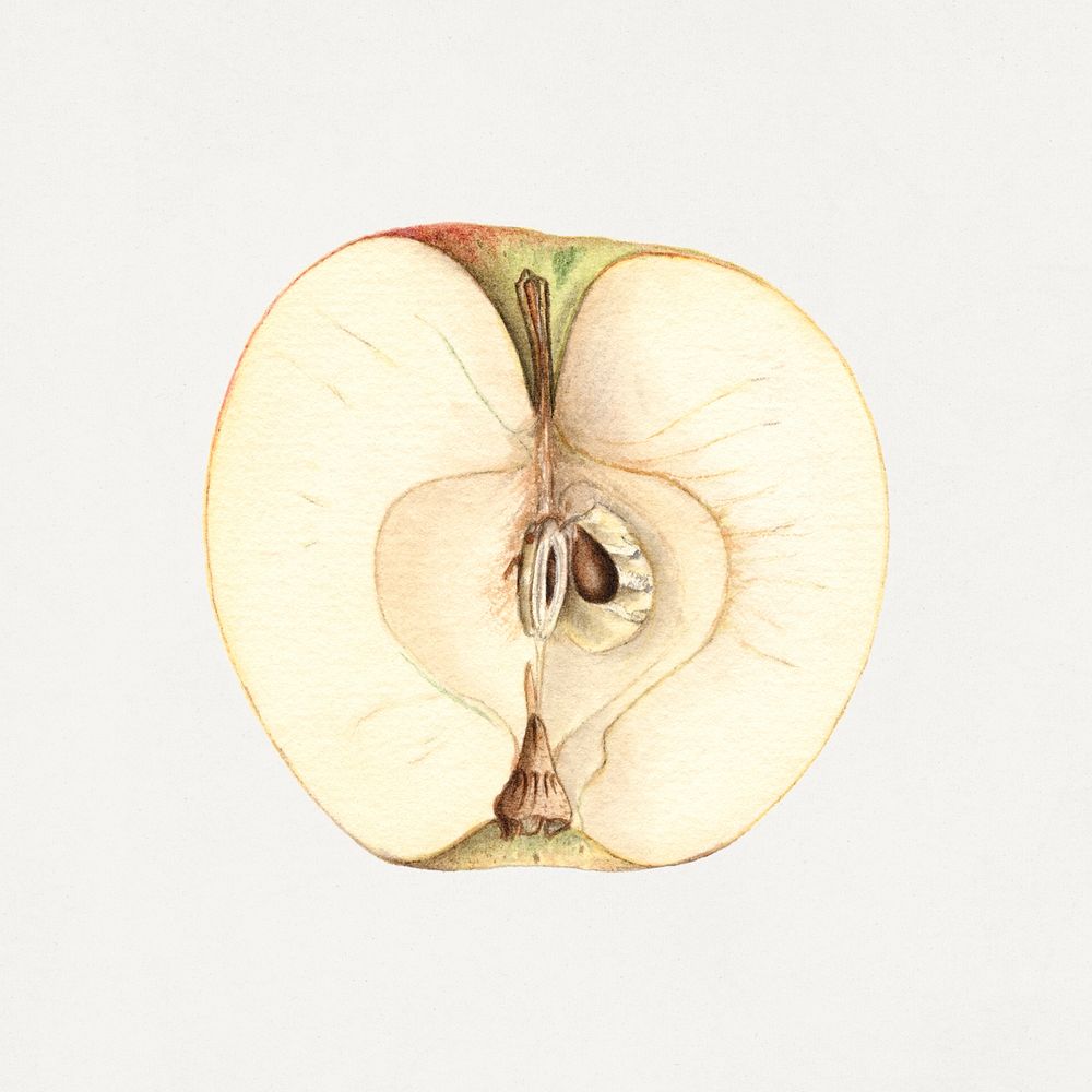Vintage halved apple illustration. Digitally enhanced illustration from U.S. Department of Agriculture Pomological…