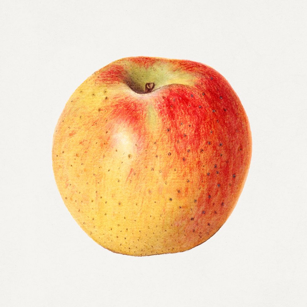 Vintage red apple illustration. Digitally enhanced illustration from U.S. Department of Agriculture Pomological Watercolor…