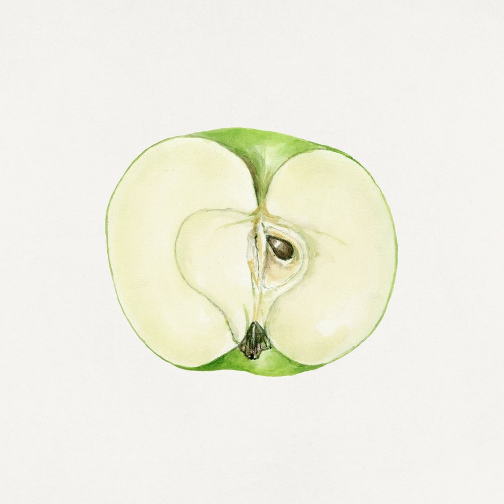 Vintage halved green apple illustration. Digitally enhanced illustration from U.S. Department of Agriculture Pomological…