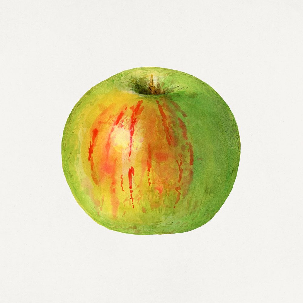 Vintage green apple illustration. Digitally enhanced illustration from U.S. Department of Agriculture Pomological Watercolor…