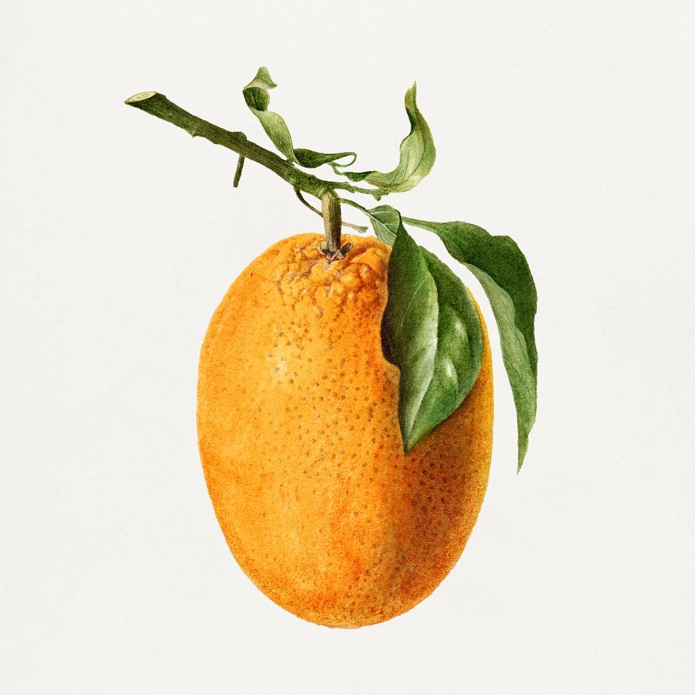 Vintage orange illustration. Digitally enhanced illustration from U.S. Department of Agriculture Pomological Watercolor…