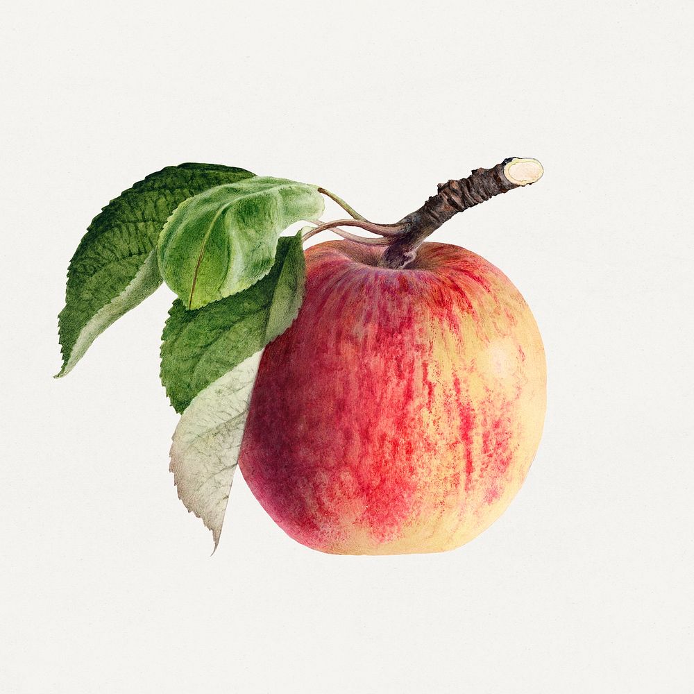 Vintage apple illustration. Digitally enhanced illustration from U.S. Department of Agriculture Pomological Watercolor…