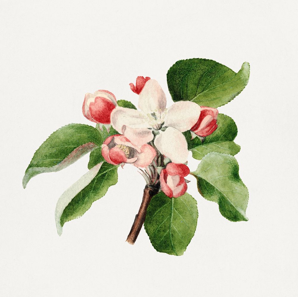 Vintage apple buds illustration. Digitally enhanced illustration from U.S. Department of Agriculture Pomological Watercolor…