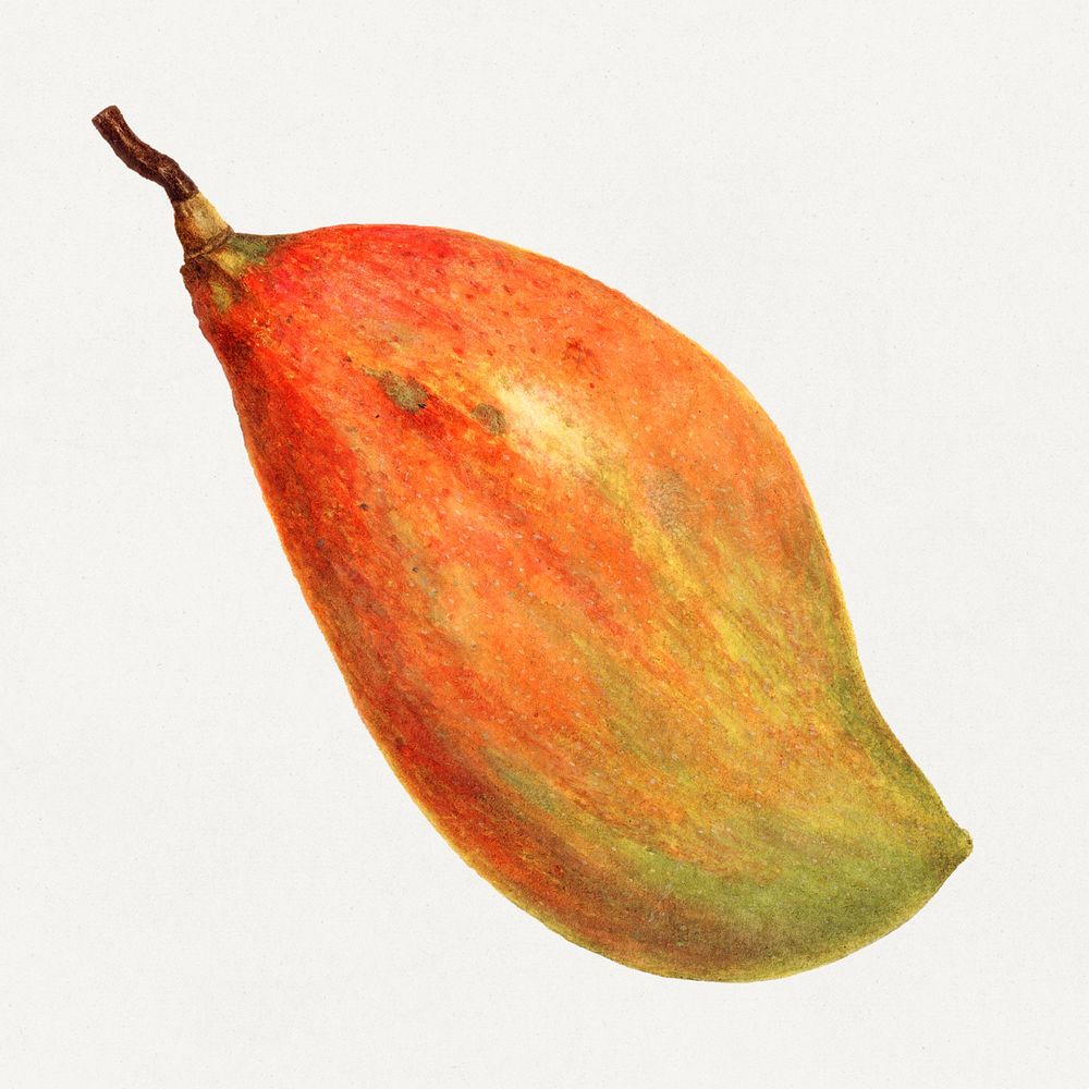 Vintage mango illustration mockup. Digitally enhanced illustration from U.S. Department of Agriculture Pomological…