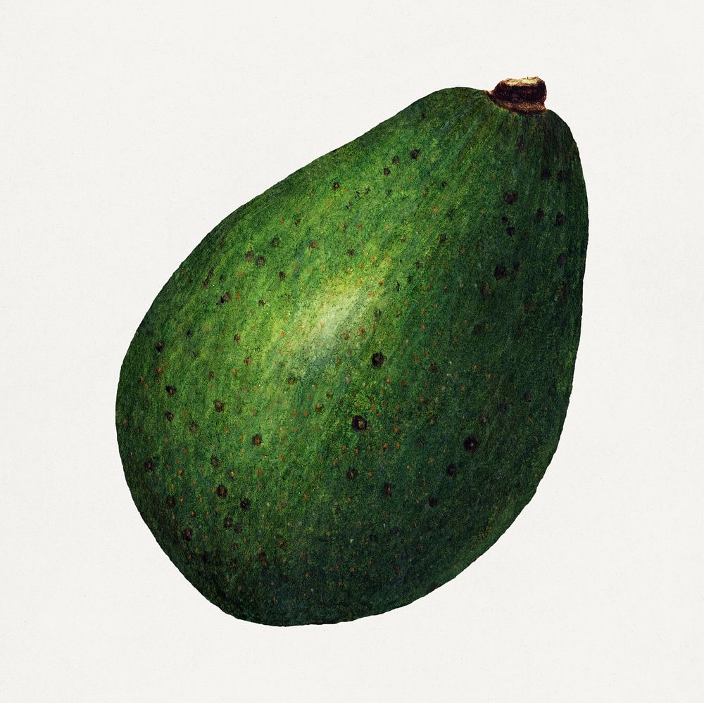 Fresh whole avocado illustration. Digitally enhanced illustration from U.S. Department of Agriculture Pomological Watercolor…