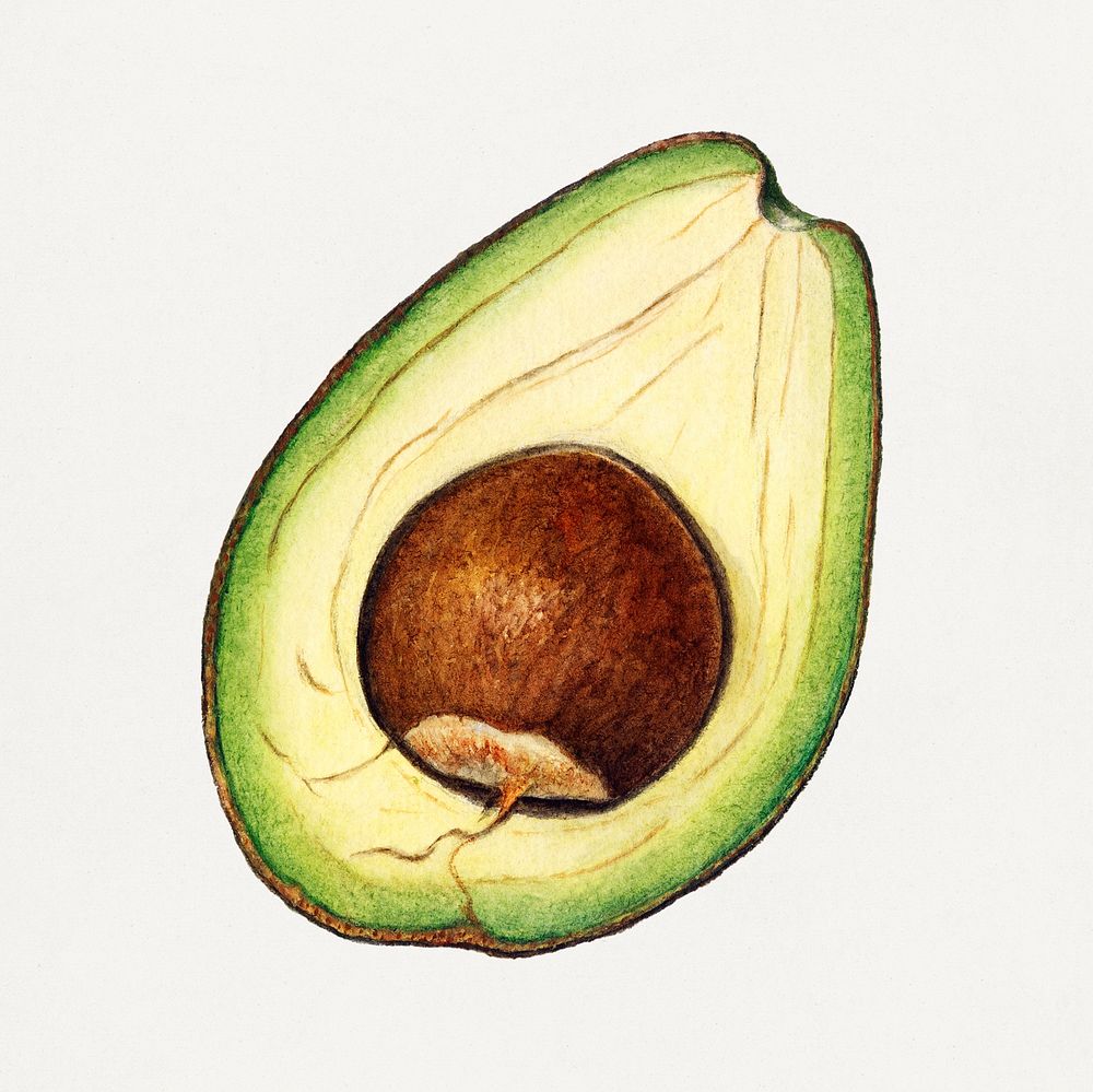 Vintage avocados illustration mockup. Digitally enhanced illustration from U.S. Department of Agriculture Pomological…