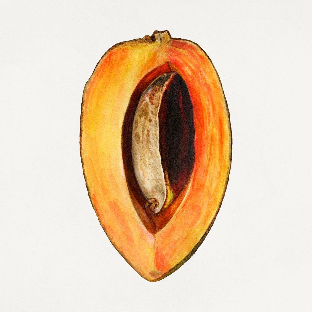 Halved mamey sapote illustration. Digitally enhanced illustration from U.S. Department of Agriculture Pomological Watercolor…