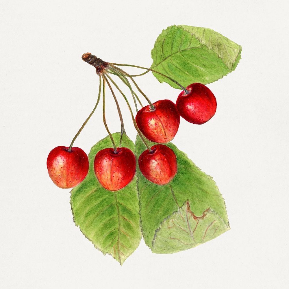 Vintage branch of cherries illustration mockup. Digitally enhanced illustration from U.S. Department of Agriculture…