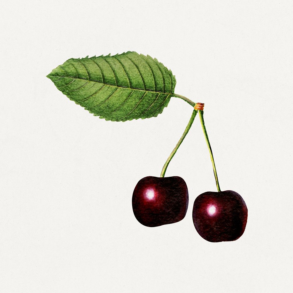 Vintage black cherries illustration mockup. Digitally enhanced illustration from U.S. Department of Agriculture Pomological…