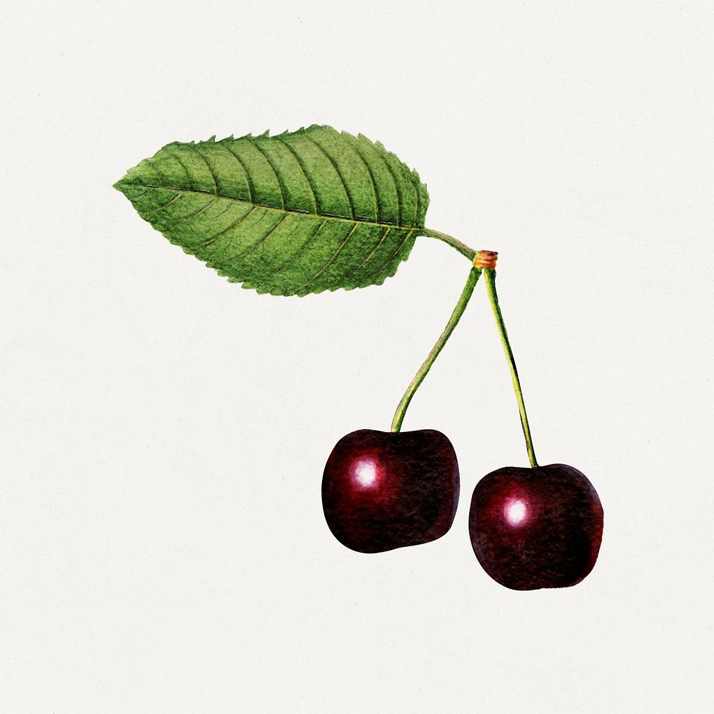 Branch of black cherries illustration. Digitally enhanced illustration from U.S. Department of Agriculture Pomological…