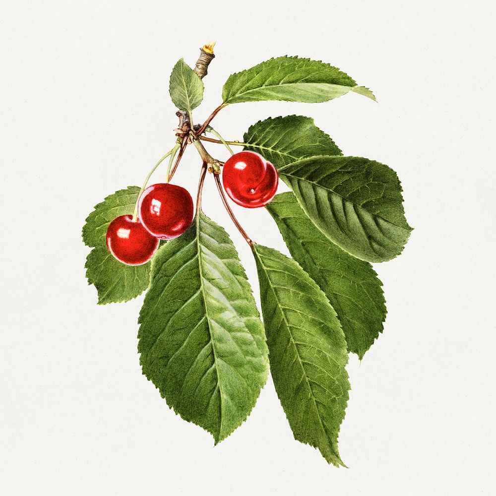 Vintage branch of cherry illustration mockup. Digitally enhanced illustration from U.S. Department of Agriculture…
