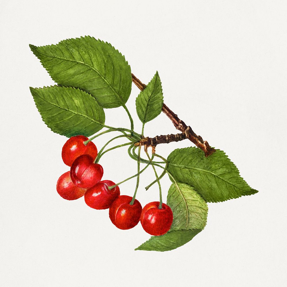 Vintage cherry illustration. Digitally enhanced illustration from U.S. Department of Agriculture Pomological Watercolor…
