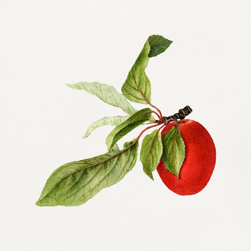 Vintage branch of plum illustration. Digitally enhanced illustration from U.S. Department of Agriculture Pomological…