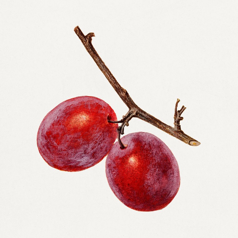 Delicious red plum in a branch illustration. Digitally enhanced illustration from U.S. Department of Agriculture Pomological…