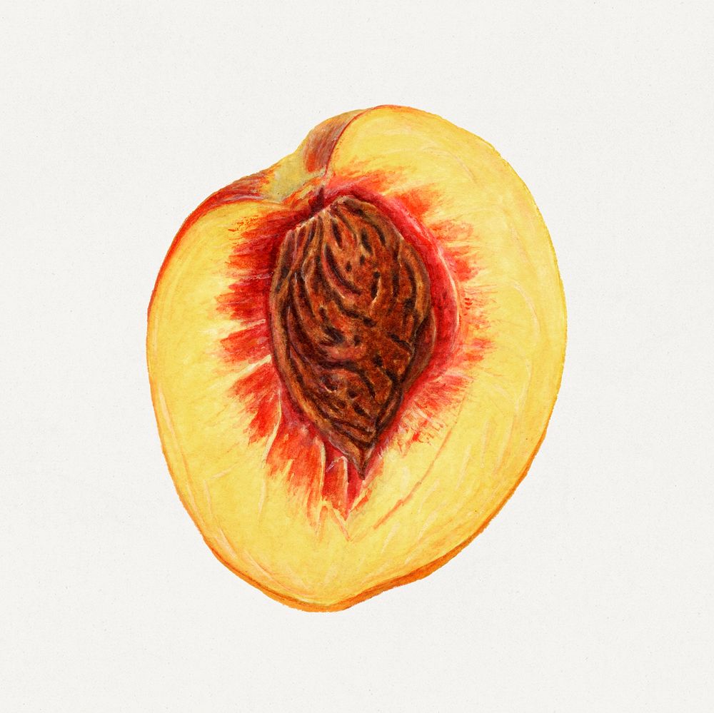 Vintage halved peach illustration. Digitally enhanced illustration from U.S. Department of Agriculture Pomological…