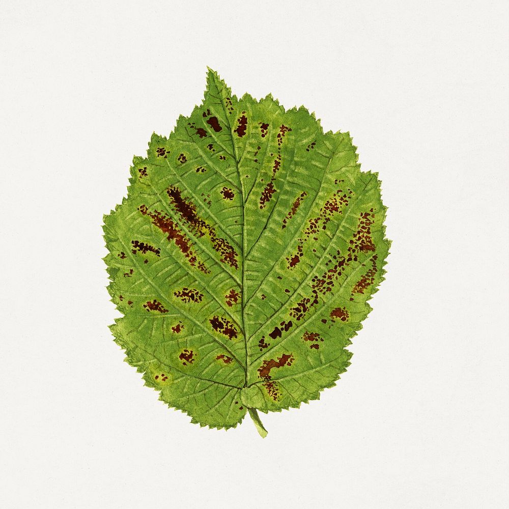 Vintage hazelnut leaf illustration. Digitally enhanced illustration from U.S. Department of Agriculture Pomological…