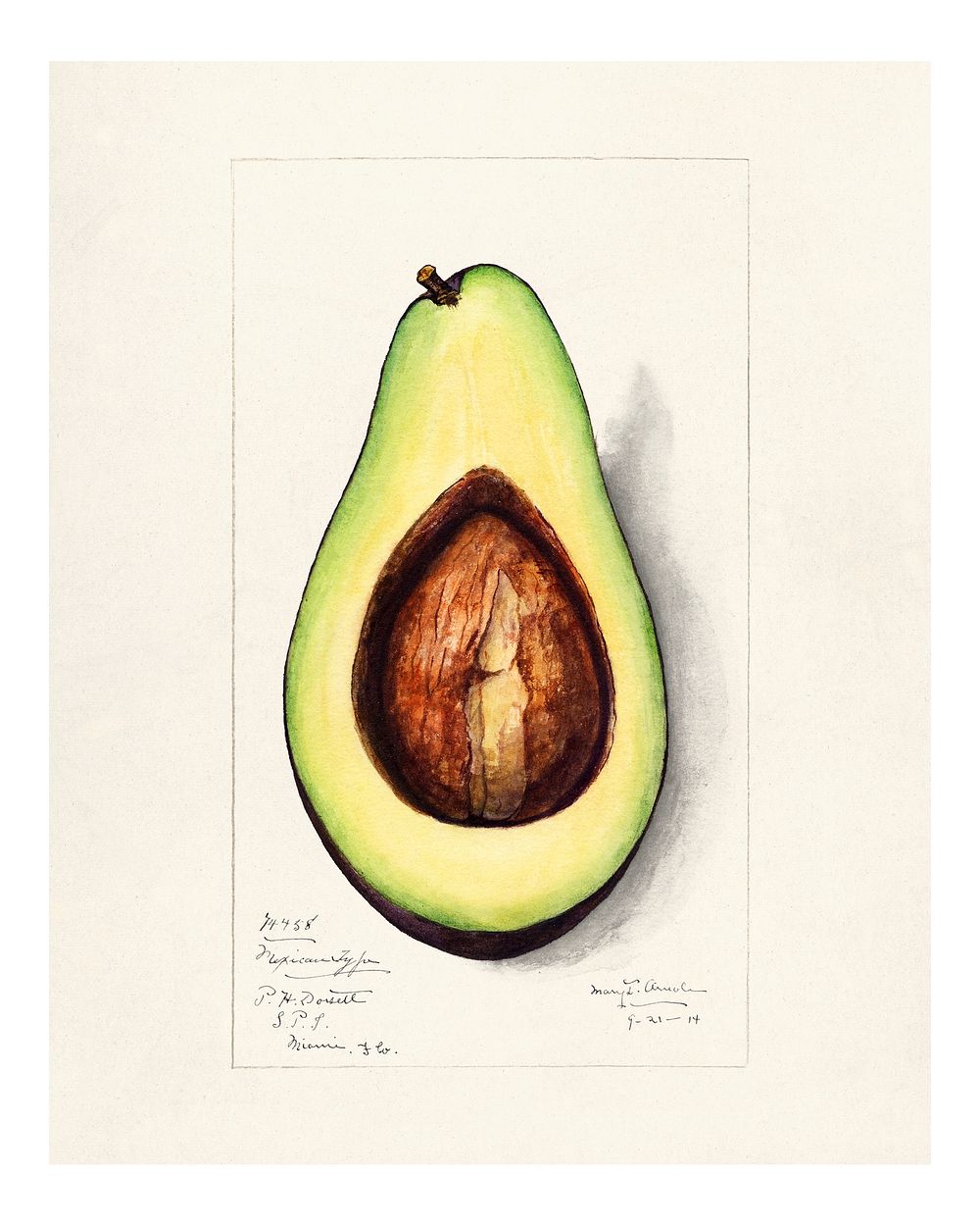 Vintage avocado cut in half illustration. Digitally enhanced illustration from U.S. Department of Agriculture Pomological…